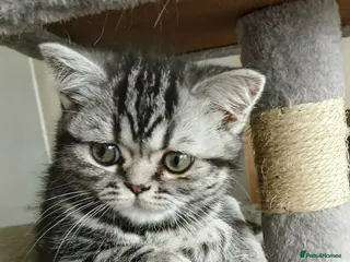 British Shorthair cats Bsh. Silver Classic Tabby . - Advert 1