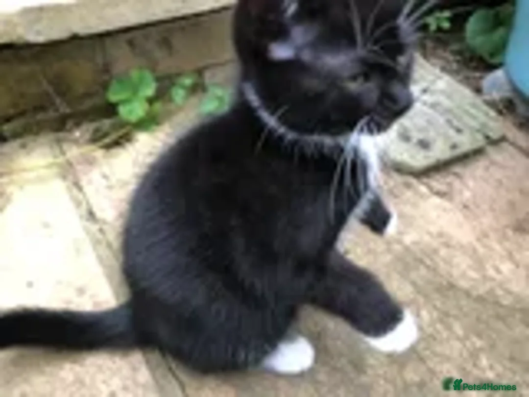 Mixed Breed cats for sale: 2 LEFT: Beautiful kittens in need of good homes - Image 10