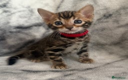 Bengal cats for sale: 🏡Gorgeous Bengal Kittens–Ready for Reservation 🐾 - Image 25