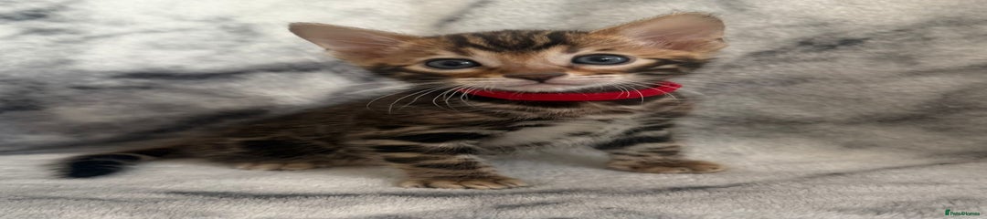 Bengal Kitten 3