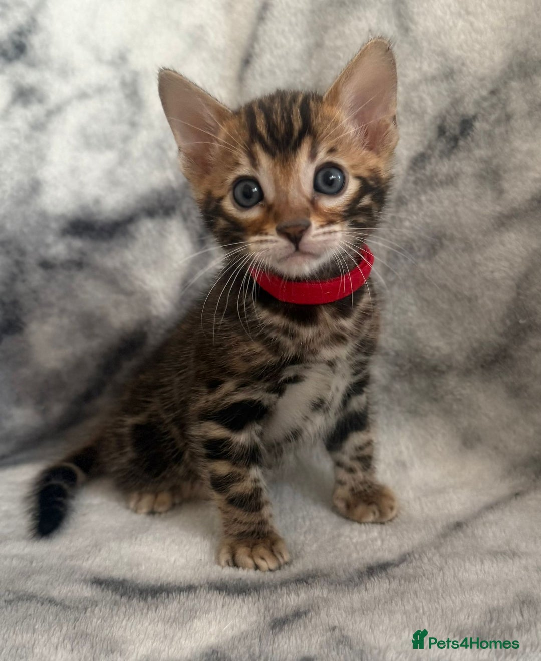 Bengal cats for sale: 🏡Gorgeous Bengal Kittens–Ready for Reservation 🐾 - Image 25