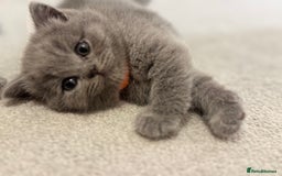 British Shorthair cats for sale: British Short Hair Kittens - Advert 17