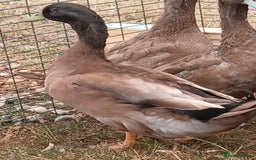 Ducks poultry for sale: Khaki Campbell 2025 drakes, offers considered in Tiverton - Image 10
