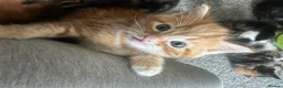 Bengal cats for sale: Maine Coon and Bengal cross kittens - Advert 13