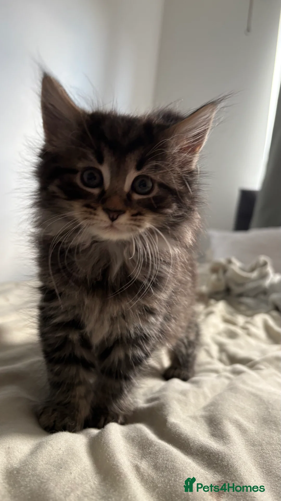 Mixed Breed cats for sale: 4 gorgeous male kittens in Somerton - Advert 2