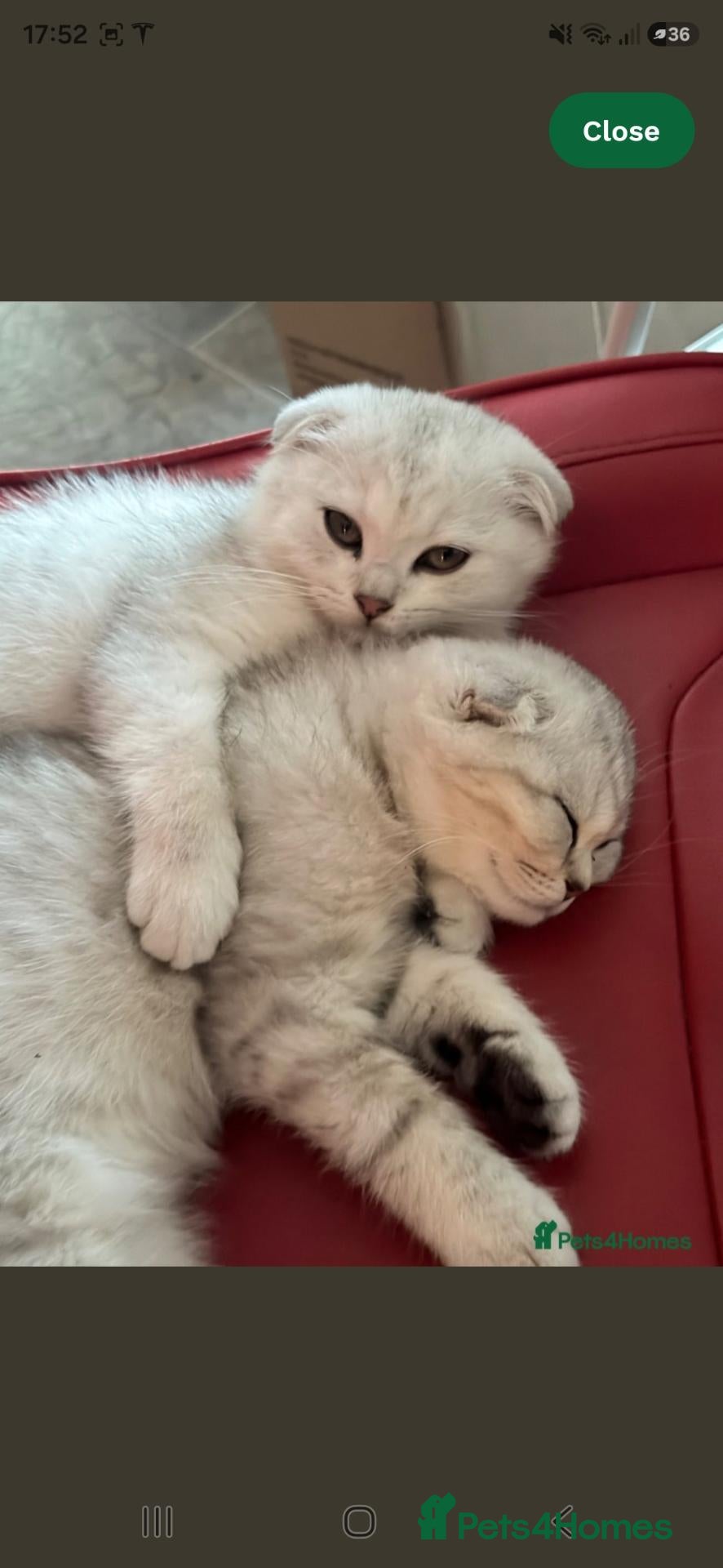 Scottish Fold cats Beautiful Scottish Fold - Advert 8