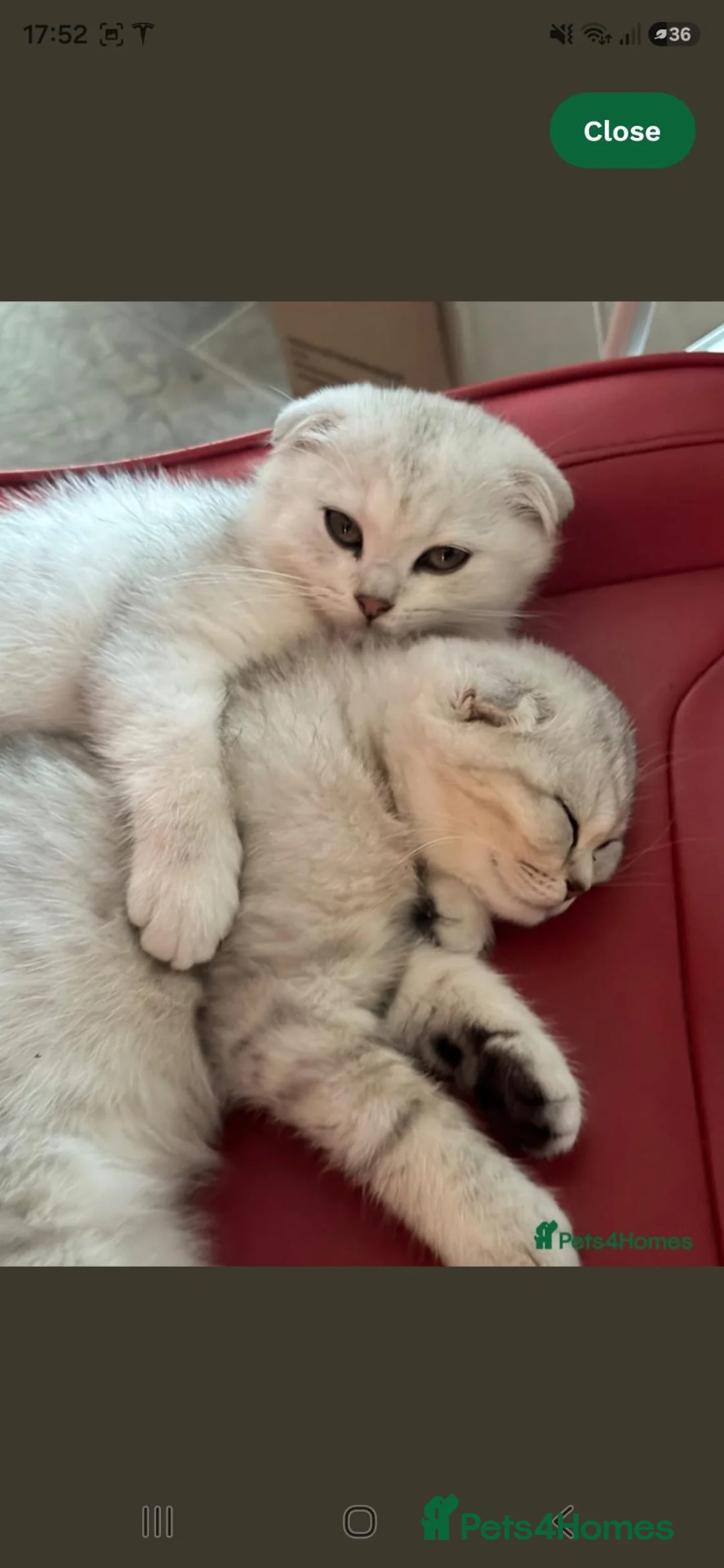 Scottish Fold cats for sale: Beautiful Scottish Fold in Woking - Advert 1