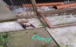 Ferret rodents for sale: Super friendly ferrets - Image 5