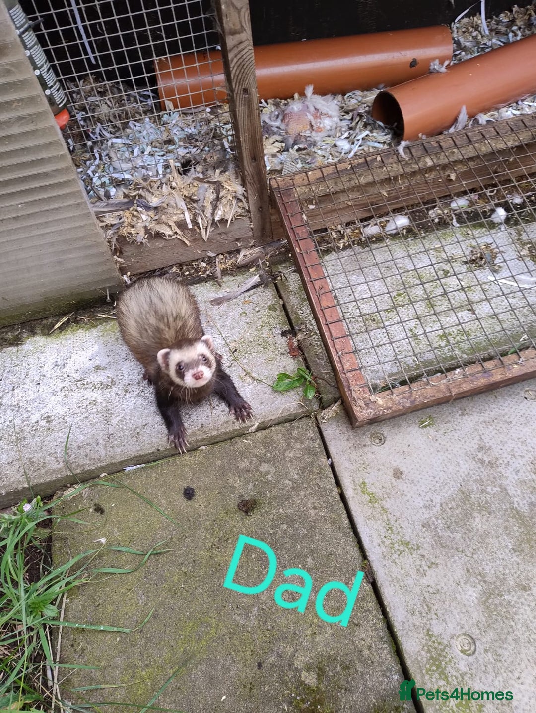 Ferret rodents for sale: Super friendly ferrets - Image 5