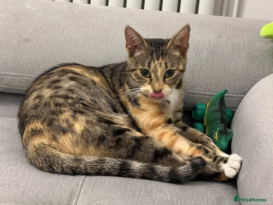 Mixed Breed cats for sale: Cute mixed Bengal kittens  - Advert 4