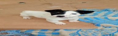 Jack Russell 2