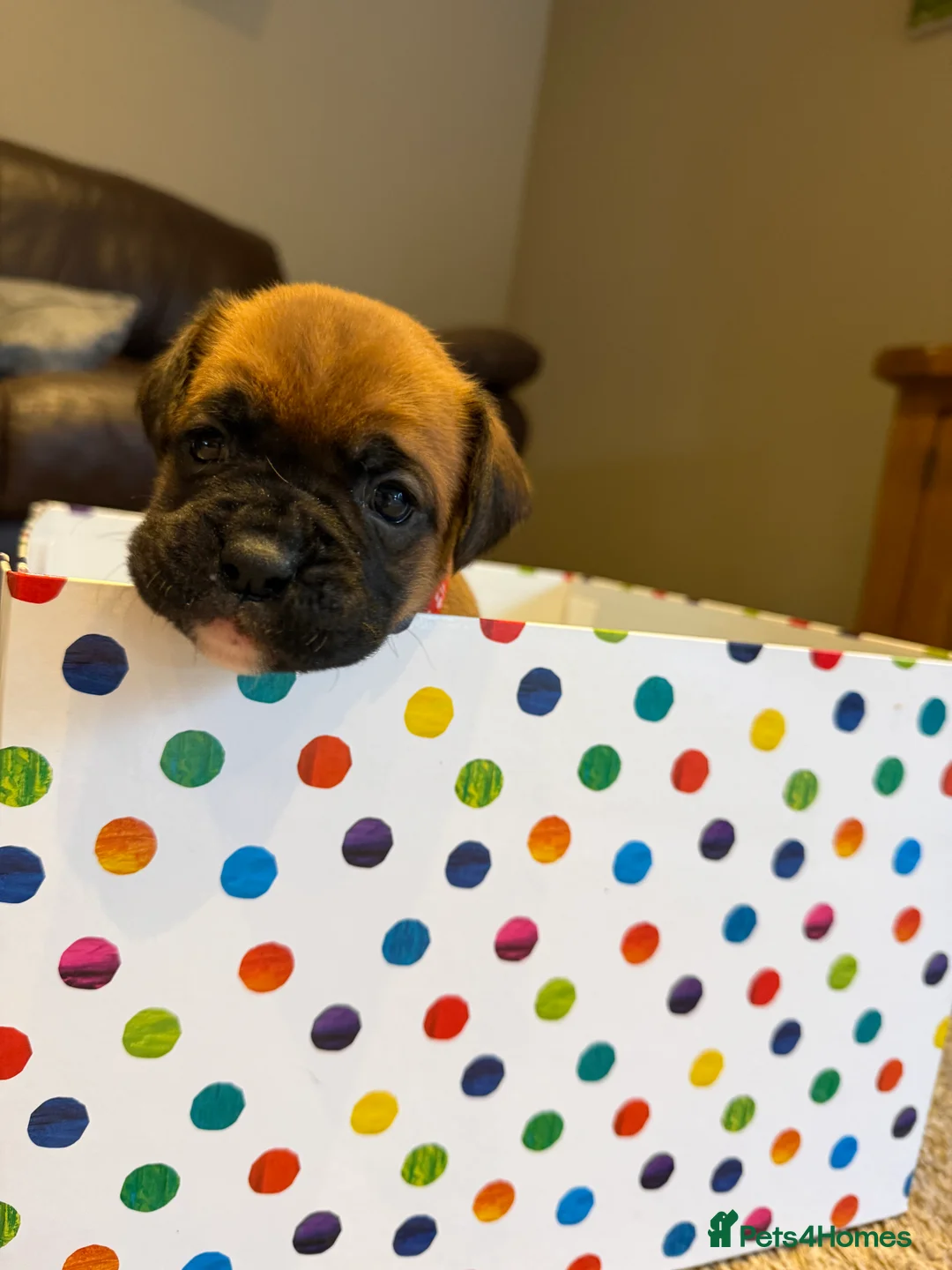 Boxer dogs for sale: Adorable litter of KC registered boxer puppies  - Advert 23