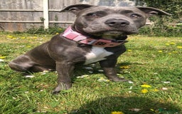 Mixed Breed dogs for sale: Beautiful staffy cross puppies  - Image 5