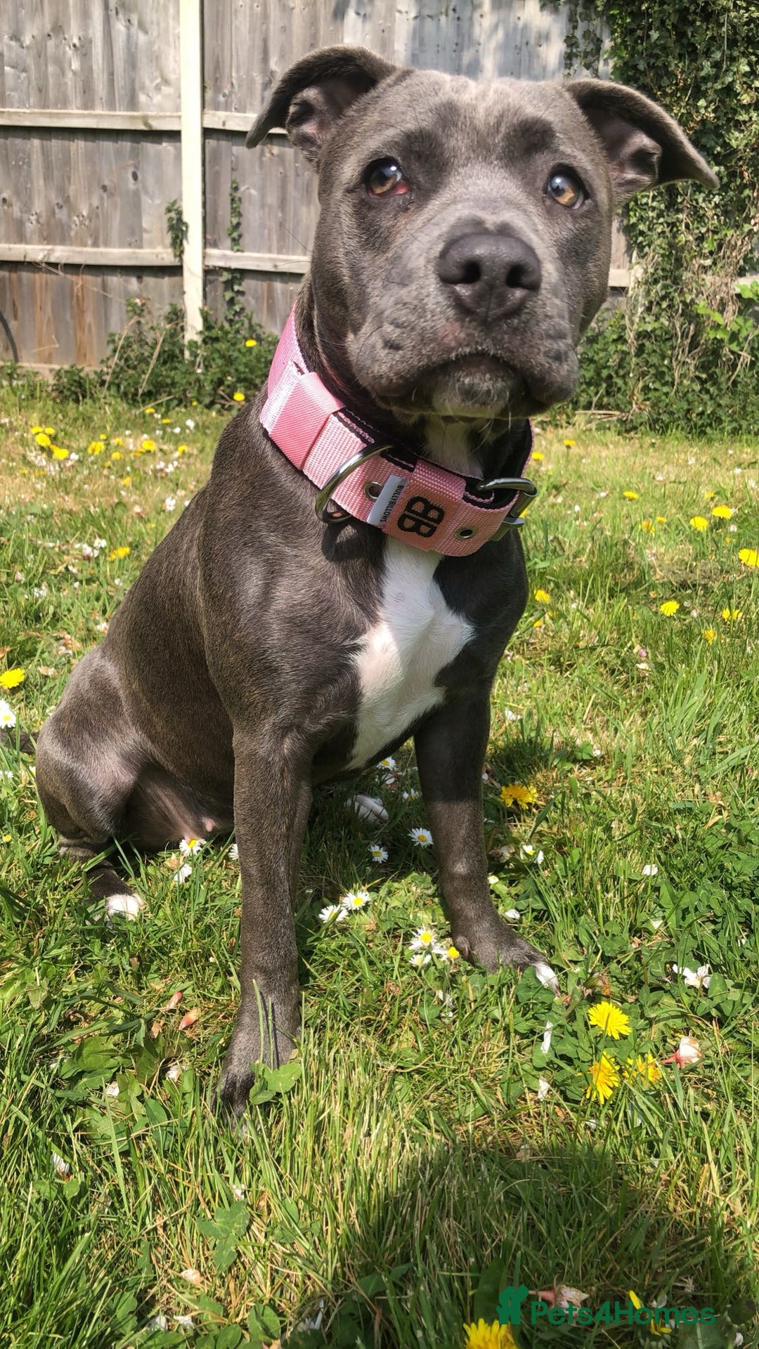 Mixed Breed dogs for sale: Beautiful staffy cross puppies  - Image 5