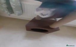 Ragdoll cats for sale: Ragdoll kittens.  - Image 2