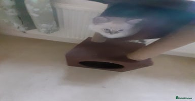 Ragdoll cats Ragdoll kittens.  - Advert 8