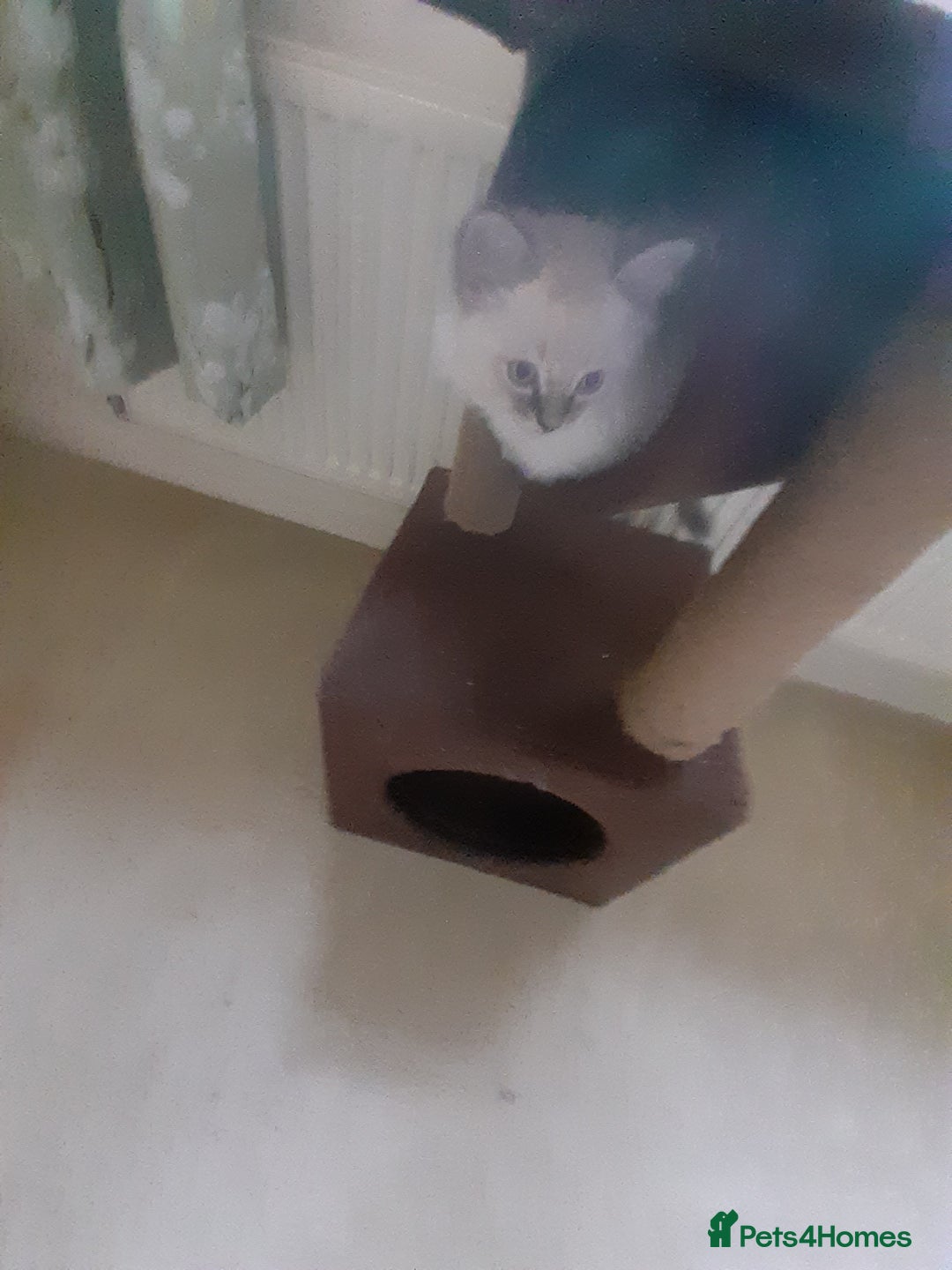 Ragdoll cats for sale: Ragdoll kittens.  - Image 2