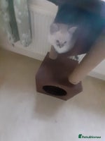 Ragdoll cats Ragdoll kittens. - Advert 2