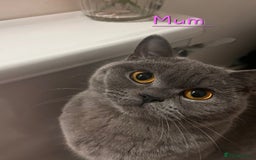 Scottish Fold cats for sale: 🐾 Beautiful Spotted-Belly Scottish Fold x Tabby😺 - Image 15