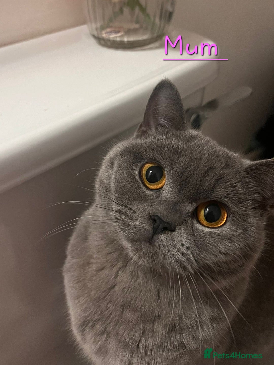 Scottish Fold cats for sale: 🐾 Beautiful Spotted-Belly Scottish Fold x Tabby😺 - Image 15