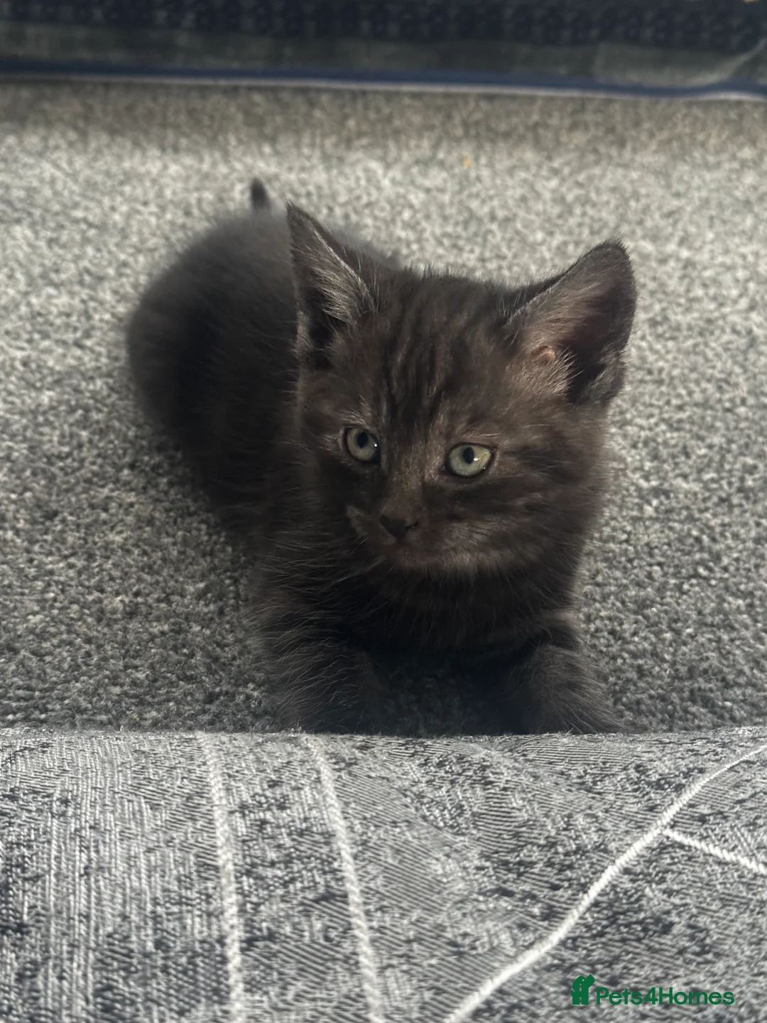 British Longhair cats for sale: Kittens - Advert 20