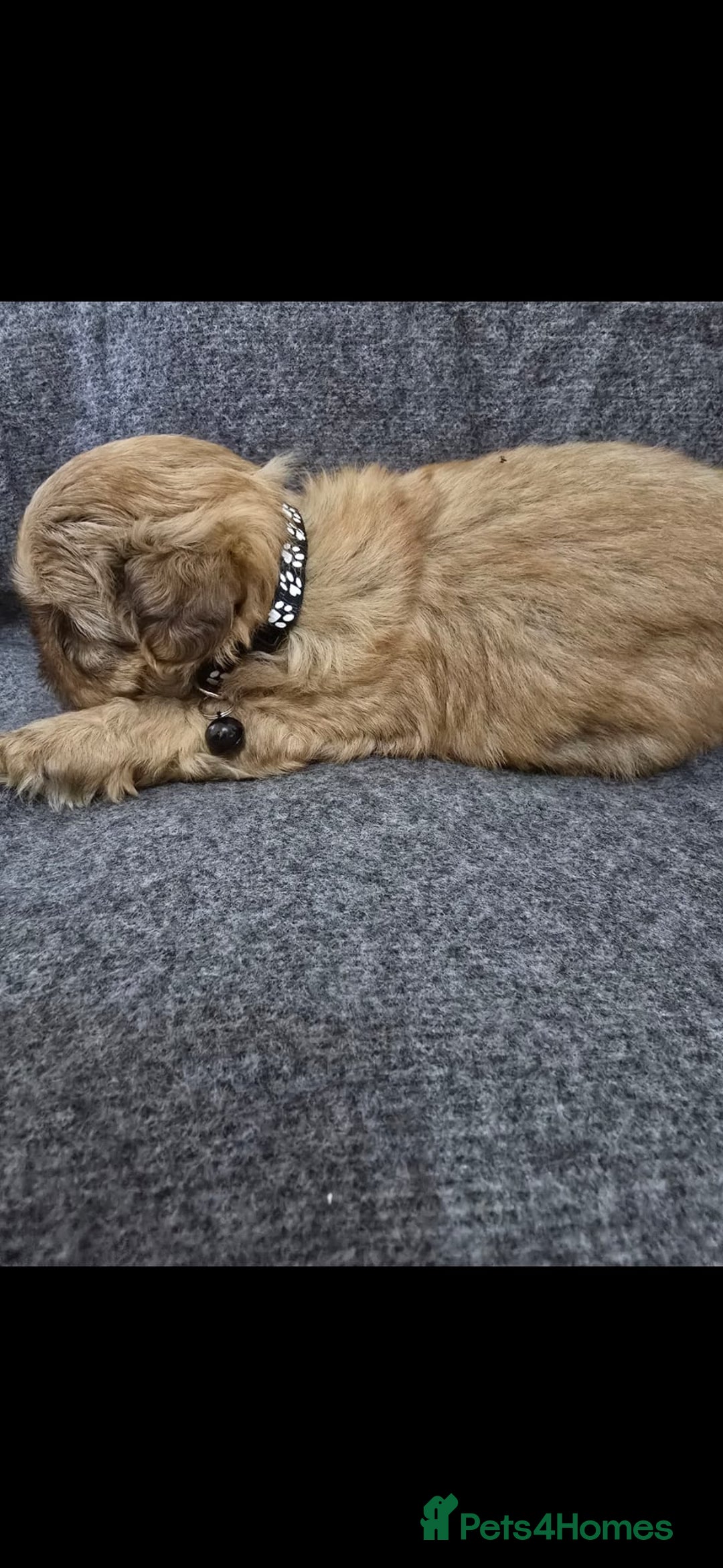 Shih Tzu dogs for sale: Full breed Shih Tzu puppies - Advert 12