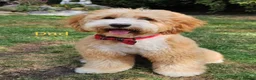 Mixed Breed dogs for sale: 🐾 Australian Double Doodle Puppies Expected 🐾 - Advert 9