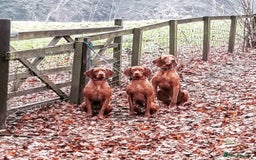 Hungarian Vizsla dogs for sale: Gamekeeper bred KC registered Crufts progeny - Image 17