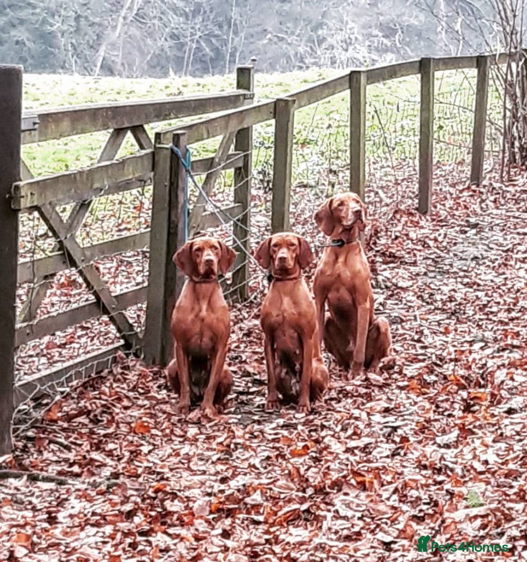 Hungarian Vizsla dogs for sale: Gamekeeper bred KC registered Crufts progeny - Image 17