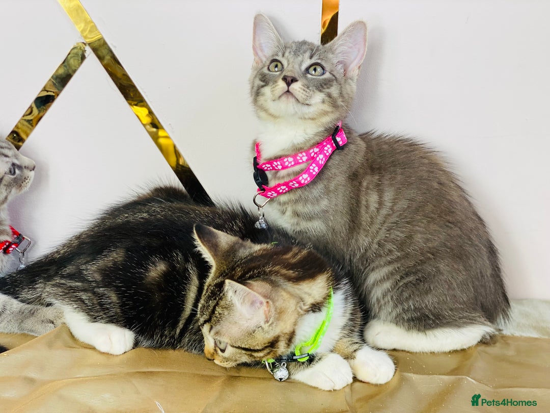 Ragdoll cats for sale: Ragdoll x tabby mix - Image 6