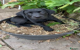 Labrador Retriever dogs for sale: Beautiful chunky Labrador boys and girls  - Image 6