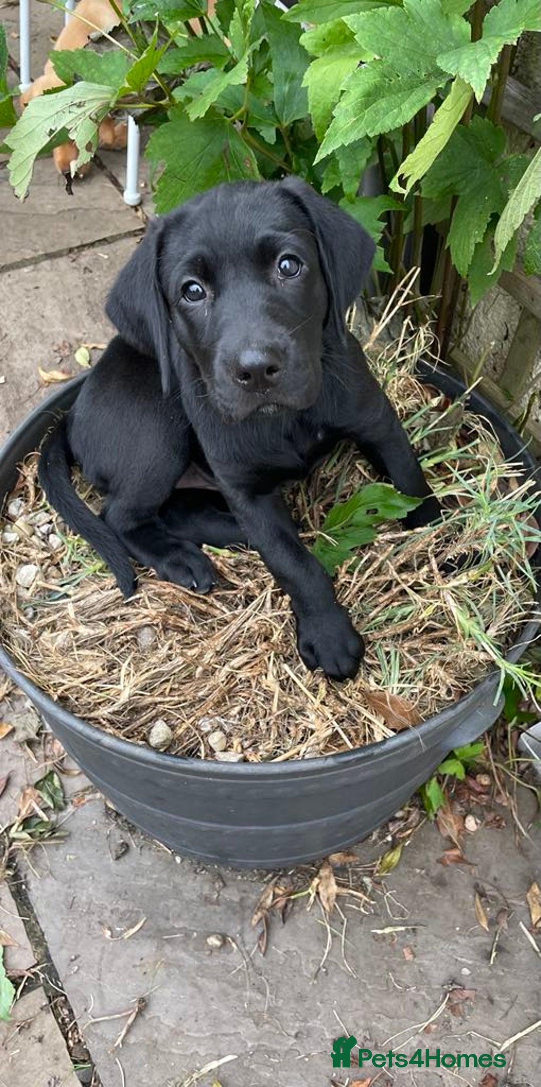 Labrador Retriever dogs for sale: Beautiful chunky Labrador boys and girls  - Image 6