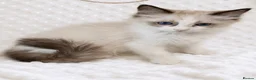 Ragdoll cats for stud: 🏆 GCCF & TICA Seal Bi-colour, Champion sired - Advert 10