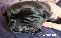 Labrador Retriever dogs for sale: Labrador Retriever Puppies - Image 9
