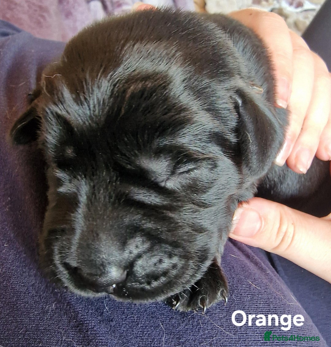 Labrador Retriever dogs for sale: Labrador Retriever Puppies - Image 9