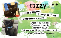 Domestic Shorthair cats for sale: Kittens and cats for adoption.  - Image 4