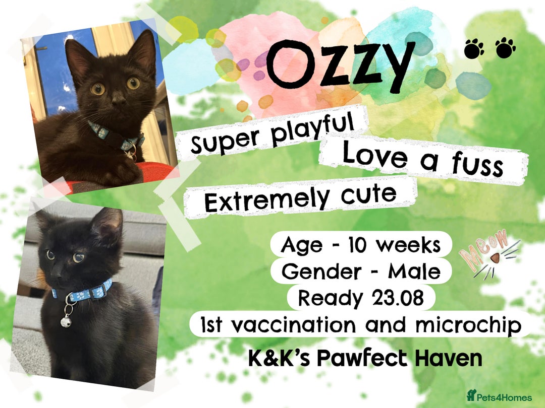 Domestic Shorthair cats for sale: Kittens and cats for adoption.  - Image 4