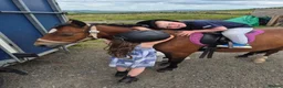 Welsh Section A horses for sale: Unregistered welsh a ponies  in Cumnock - Advert 6