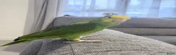 Parrots birds for sale: double yellow headed amazon in Ware - Advert 5