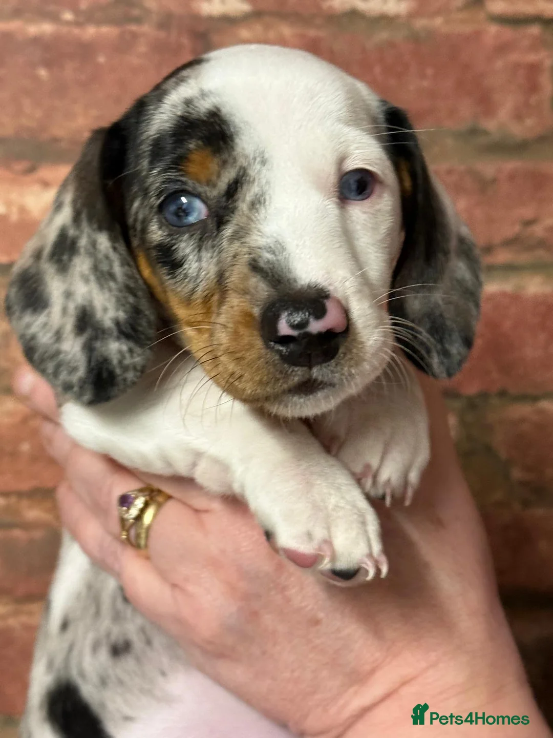 Miniature Dachshund dogs for sale: Stunning miniature dachshund puppies 3 girls  - Advert 2