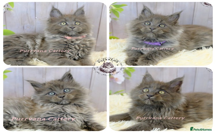 Maine Coon cats - Advert 1