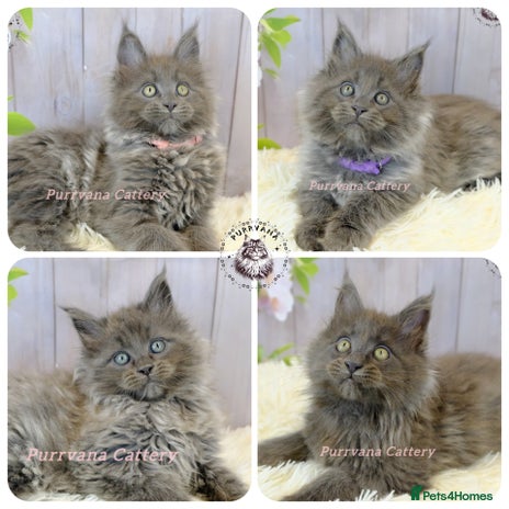 Maine Coon cats - Advert 1