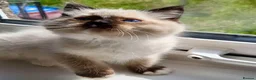 Ragdoll cats for sale: 4 full pedigree ragdoll kittens  - Advert 3