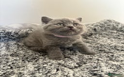 British Shorthair cats for sale: British Blue SH Kittens, TICA, Queens,Studs. - Image 11