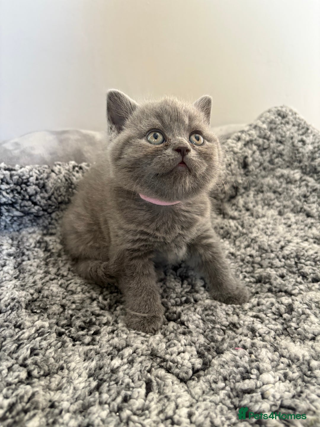 British Shorthair cats for sale: British Blue SH Kittens, TICA, Queens,Studs. - Image 11