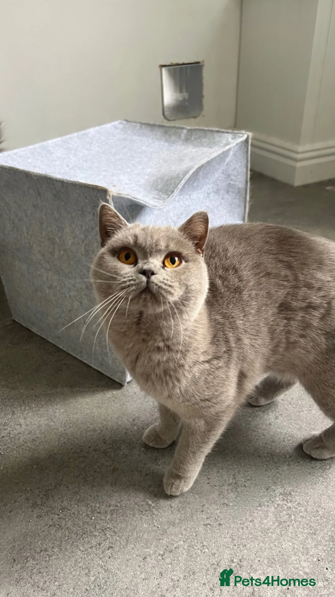 British Shorthair cats for sale: Active GCCF Lilac Female - Advert 2