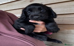 Sprocker dogs for sale: Sprocker spaniel puppy’s for sale  - Image 5