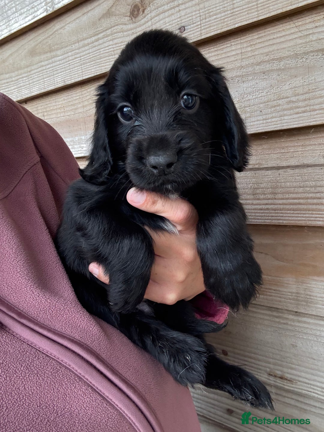 Sprocker dogs for sale: Sprocker spaniel puppy’s for sale  - Image 5