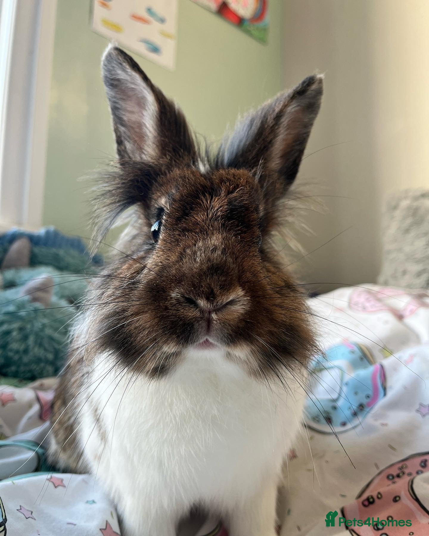 Mixed Breed rabbits Indoor Rabbit – Lovely Starter Companion - Advert 3