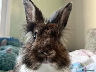 Mixed Breed rabbits Indoor Rabbit – Lovely Starter Companion - Advert 3